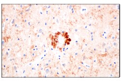 Cell Signaling Technology&nbsp;BACE1 F4Z7X Rabbit mAb 100 u