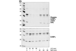 Cell Signaling Technology&nbsp;Phospho-C/EBP-alpha Thr222/22