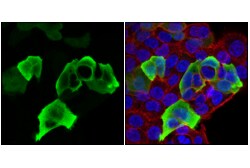 Cell Signaling Technology&nbsp;HA-Tag C29F4 Rabbit mAb Ale