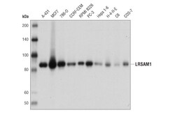 Cell Signaling Technology&nbsp;LRSAM1 D1O5S Rabbit mAb 100