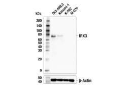 Cell Signaling Technology&nbsp;IRX3 F7S2F Rabbit mAb 100 ul