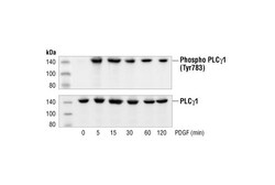 Cell Signaling Technology&nbsp;Phospho-PLC-gamma-1 Tyr783 A