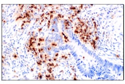 Cell Signaling Technology&nbsp;Neutrophil Elastase F4H3X Ra