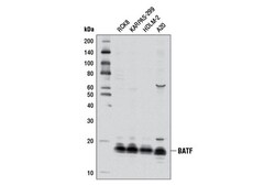 Cell Signaling Technology BATF D7C5 Rabbit mAb BSA an