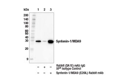 Cell Signaling Technology&nbsp;Syntenin-1/MDA9 E2I9L Rabbit