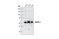 Cell Signaling Technology&nbsp;AMPK-alpha-1 Antibody 20 ul