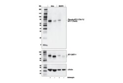Cell Signaling Technology&nbsp;Phospho-ATF-2 Thr71/ATF-7 T