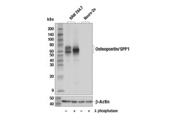 Cell Signaling Technology&nbsp;Osteopontin/SPP1 E4O2F Rabbi