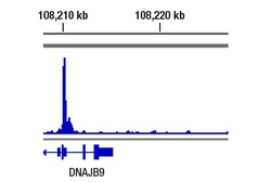 Cell Signaling Technology&nbsp;XBP-1s E8C2Z Mouse mAb 100 u