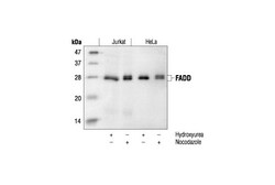 Cell Signaling Technology&nbsp;FADD Antibody 20 ul