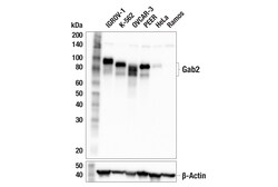 Cell Signaling Technology&nbsp;Gab2 F6A4U Rabbit mAb 100 ul