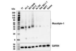 Cell Signaling Technology&nbsp;Mucolipin-1 F8F9Q Rabbit mAb