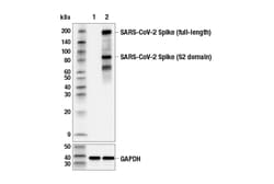 Cell Signaling Technology&nbsp;SARS-CoV-2 Spike Protein S2