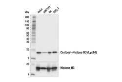 Cell Signaling Technology&nbsp;Crotonyl-Histone H3 Lys14 E
