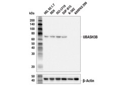 Cell Signaling Technology&nbsp;UBASH3B E7Y2R Rabbit mAb 100