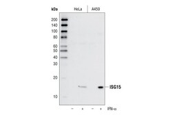 Cell Signaling Technology&nbsp;ISG15 22D2 Rabbit mAb 20 ul