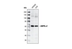 Cell Signaling Technology&nbsp;AMPK-alpha-2 Antibody 20 ul