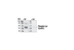 Cell Signaling Technology&nbsp;Phospho-Lyn Tyr507 Antibody