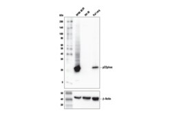 Cell Signaling Technology&nbsp;p22phox Antibody 100 ul
