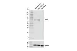 Cell Signaling Technology&nbsp;ChAT E4F9G Rabbit mAb 100 ul