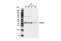 Cell Signaling Technology&nbsp;Sharpin E5V9L Rabbit mAb 100