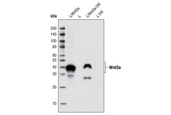 Cell Signaling Technology&nbsp;Wnt3a C64F2 Rabbit mAb 20 ul