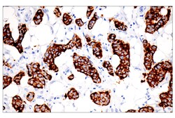 Cell Signaling Technology&nbsp;Pan-Keratin 5D3/LP34 Mouse m