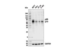 Cell Signaling Technology&nbsp;p70 S6 Kinase 49D7 Rabbit mA