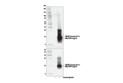 Cell Signaling Technology&nbsp;TWEAK Receptor/Fn14 E6N2I Ra