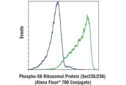 Cell Signaling Technology Phospho-S6 Ribosomal Protein