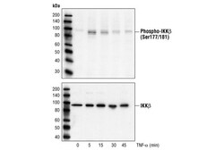 Cell Signaling Technology&nbsp;Phospho-IKK-alpha/beta Ser176