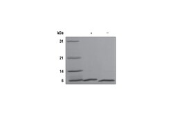 Cell Signaling Technology&nbsp;Human NRG1-beta-1 Recombinant