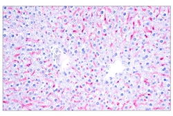 Cell Signaling Technology&nbsp;SignalStainR Boost IHC Detec
