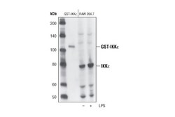 Cell Signaling Technology&nbsp;IKK-epsilon Antibody 20 ul
