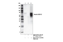 Cell Signaling Technology&nbsp;Nectin-2/CD112 E4H9V Rabbit