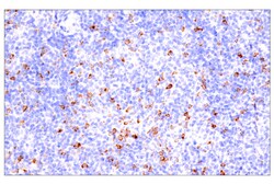Cell Signaling Technology CTLA-4 E2V1Z Rabbit mAb BSA
