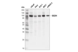 Cell Signaling Technology&nbsp;OGDH E1W8H Rabbit mAb 100 ul