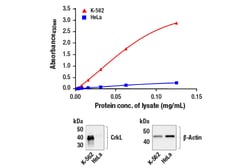 Cell Signaling Technology PathScanR Total CrkL Sandwic