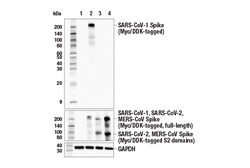 Cell Signaling Technology&nbsp;SARS-CoV-1 Spike Protein E7C5
