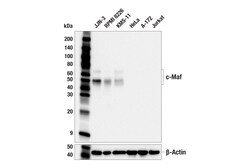 Cell Signaling Technology&nbsp;c-Maf E2Q5D Rabbit mAb 100 u