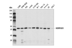 Cell Signaling Technology&nbsp;HERPUD1 Antibody 100 ul