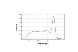 Cell Signaling Technology&nbsp;SimpleChIPR Human MEF2A Exon