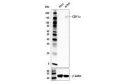 Cell Signaling Technology&nbsp;CD11-alpha E5S9K Rabbit mAb