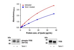 Cell Signaling Technology PathScanR RP Phospho-TFEB S, Quantity: Each of