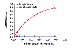 Cell Signaling Technology&nbsp;Phospho-EGF Receptor Tyr1068