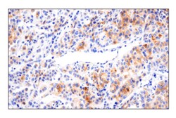 Cell Signaling Technology 4-1BBL/CD137L/TNFSF9 E8W3P R