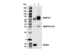 Cell Signaling Technology&nbsp;ANGPTL3 F8N1Q Rabbit mAb 100