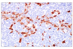 Cell Signaling Technology&nbsp;HO-1 E8B7A XPR Rabbit mAb