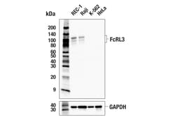Cell Signaling Technology&nbsp;FcRL3 E1V4L Rabbit mAb 100 u
