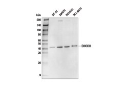 Cell Signaling Technology&nbsp;DHODH E9X8R Rabbit mAb 100 u
